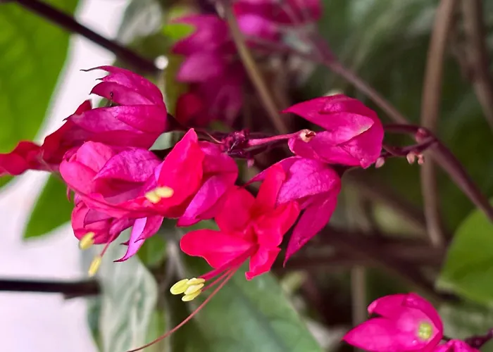 Bela Vigia Casa vacanze